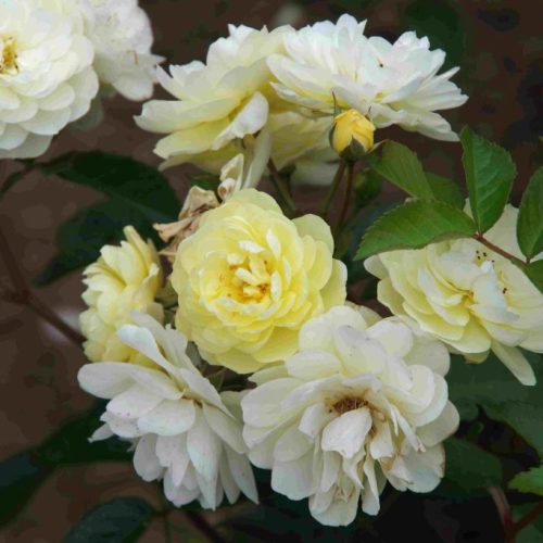 lemon-siluetta-02-lowres-scaled