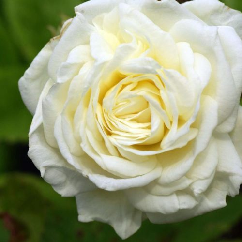 madeleine-Selzer-01-scaled