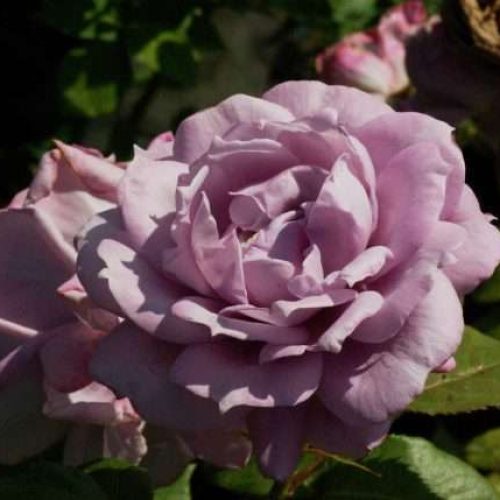 novalis-06-scaled-e1589135702746