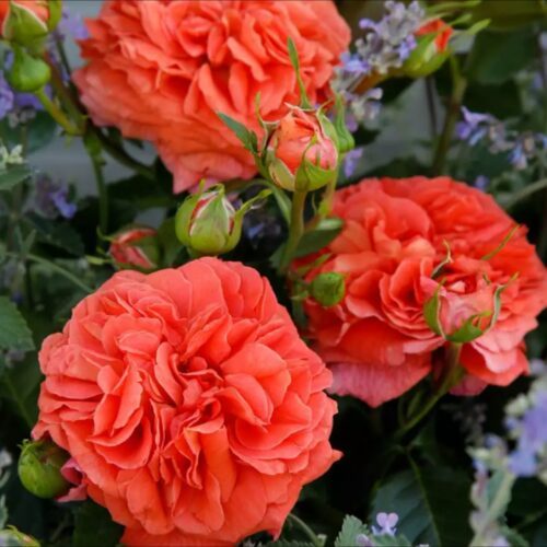 orangerie-2-comp-500x500