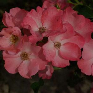 Pink Blanket (Struikroos)