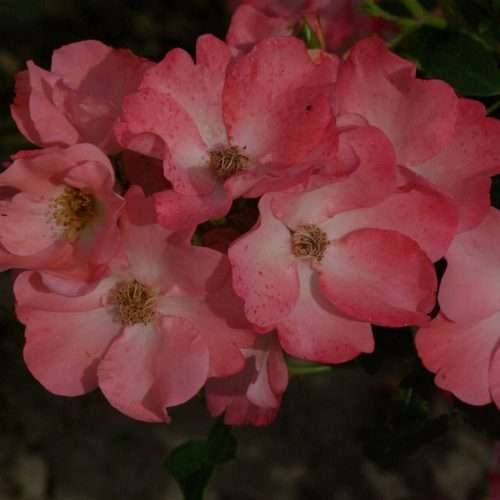 pink-blanket-02-scaled-500x500