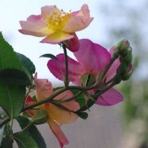 Plaisanterie (Struikroos)