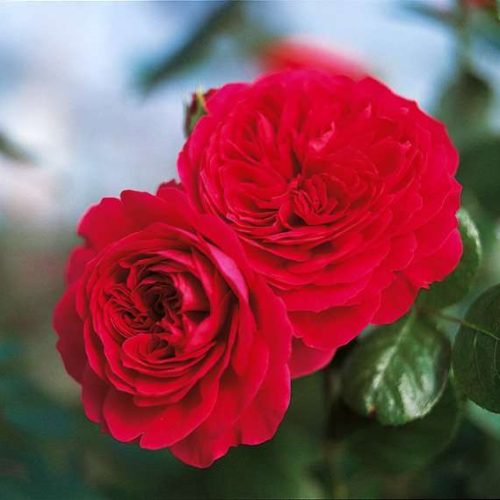 red-leonardo-da-vinci-2-MEI954