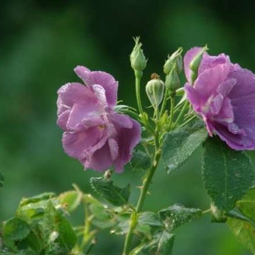 rhapsody-in-blue1hmf-big-2