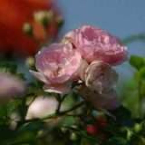 the-Fairy1hmf-big-2-160x160