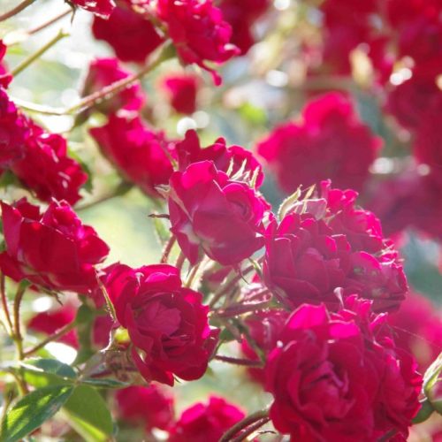 yosemite-falls-05-scaled