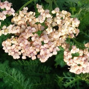 Achillea millefolium 'Terracotta'