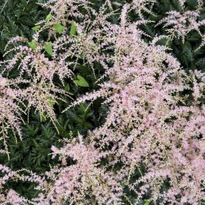 Astilbe 'Peach Blossom'