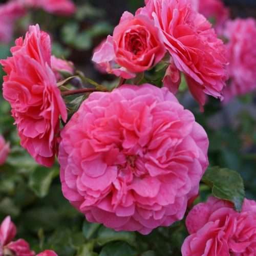 Baronesse-DSC01524021-500x500