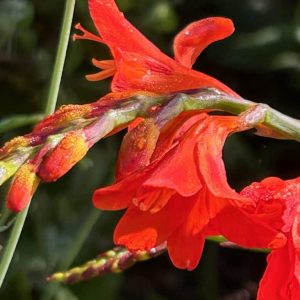 Crocosmia 'Lucifer'