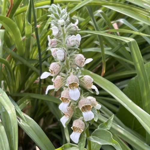 Digitalis 'Helen of Troy'