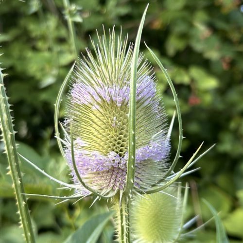 Dipsacus fullonum