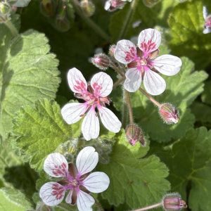 Erodium pelargoniflorum