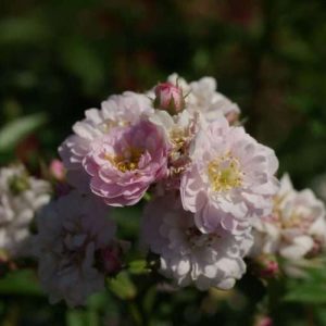 Little Rambler (Stamroos)
