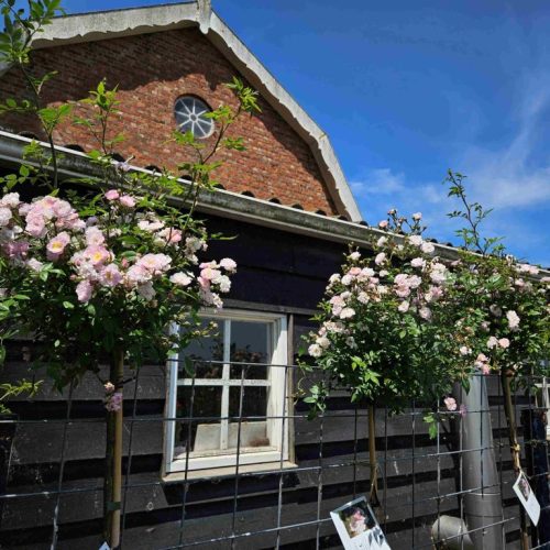 Little-Rambler-stamroos_20250612-scaled