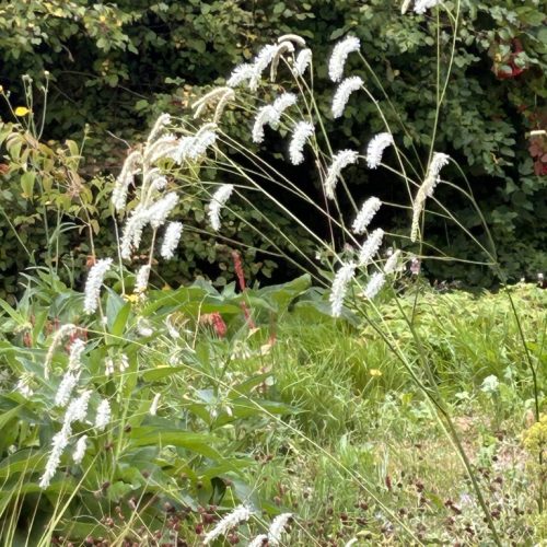 Sanguisorba alba
