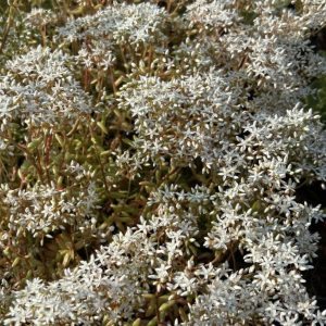 Sedum album