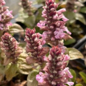 Ajuga reptans 'Rosea'