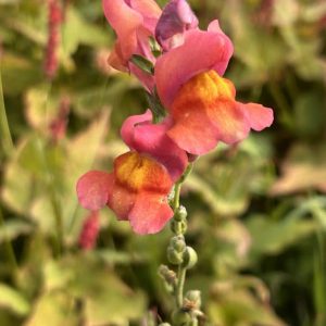 Antirrhinum majus 'Lucky Lips'