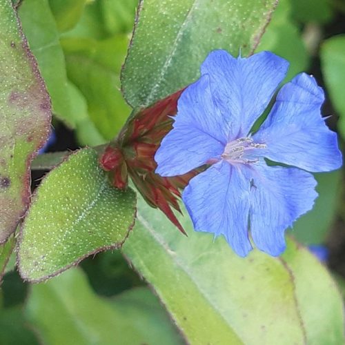 Ceratostigma