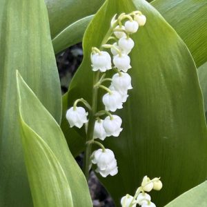 Convallaria majalis