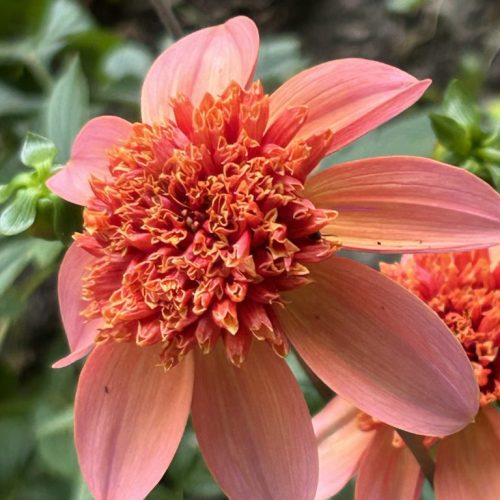 Dahlia Totally Tangerine