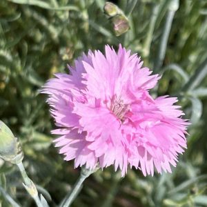 Dianthus plumarius 'Roseus'