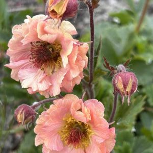 Geum 'Mai Tai'
