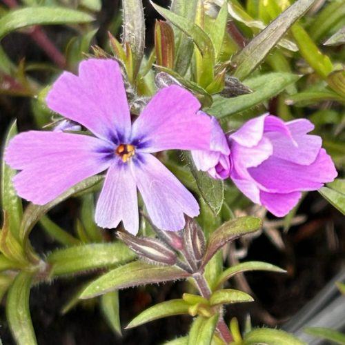 Phlox subulata 'Purple Beauty'