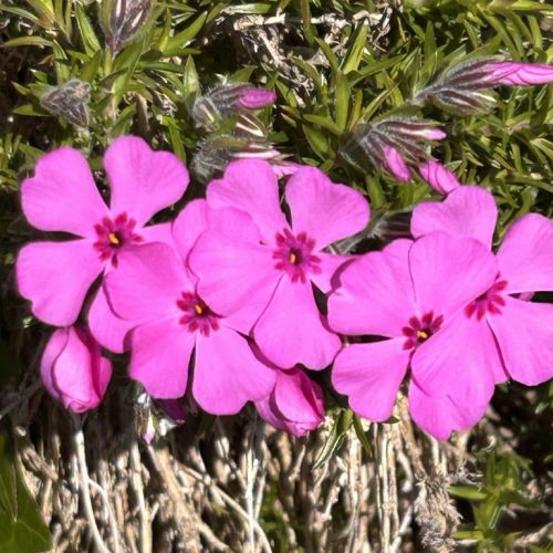 Phlox subulata roze