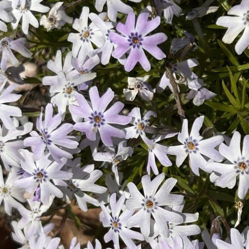 Phlox subulata wit