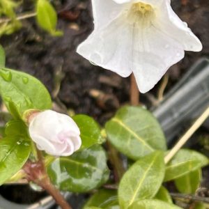 Vinca minor 'White Power'