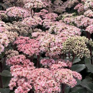 Sedum 'Matrona'