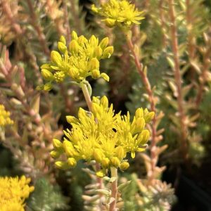 Sedum rupestre