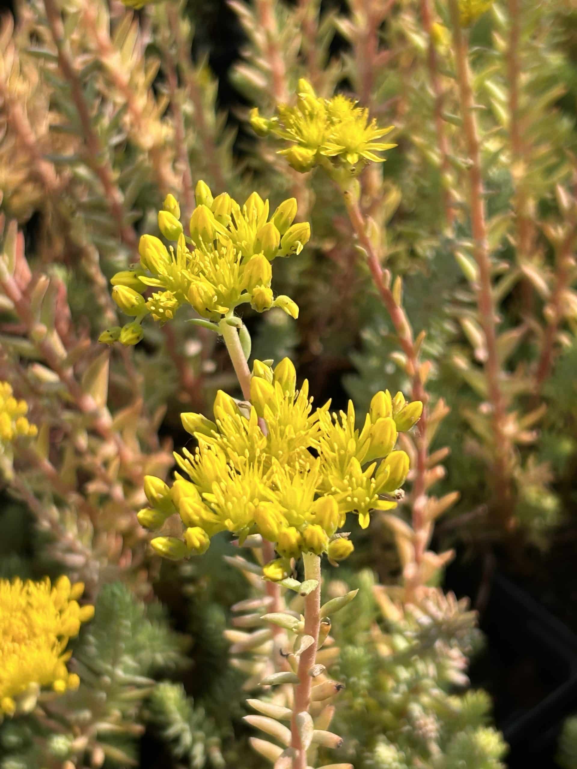 Sedum rupestre