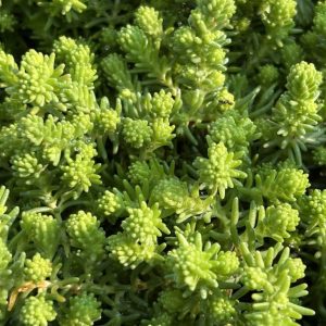 Sedum sexangulare