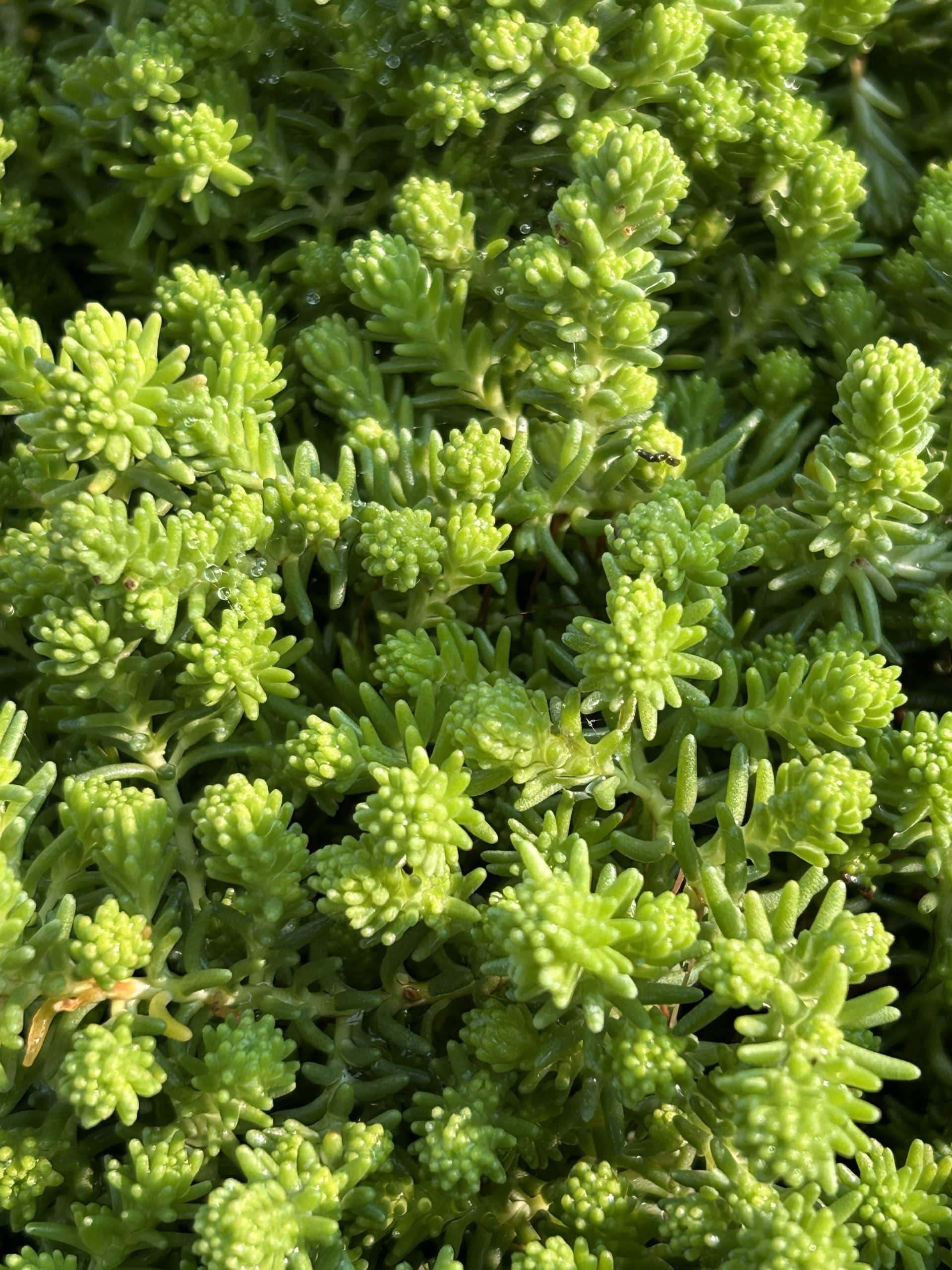 Sedum sexangulare
